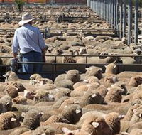 Livestock Marketing Centre - Tourism Cairns