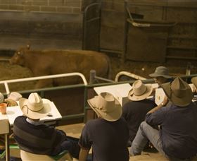 Livestock Marketing Centre - Tourism Cairns 2