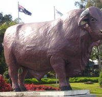 Rockhampton Bull Statues - Tourism Cairns
