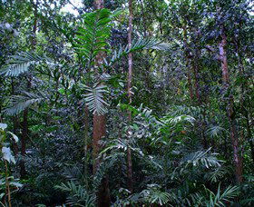 Kutini-Payamu (Iron Range) National Park (CYPAL) - Tourism Cairns 2