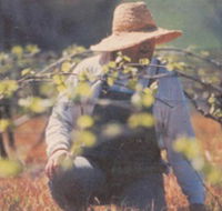 Canobolas Smith Winery - Tourism Cairns