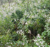 Snowgum walking track - Tourism Cairns