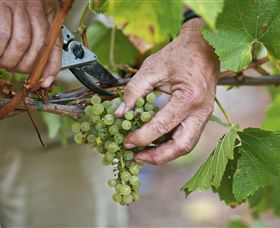 Austins & Co. - Tourism Cairns 1