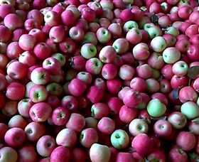 Hillside Orchard - Tourism Cairns 0