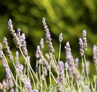 Rustique Lavender Farm - Tourism Cairns