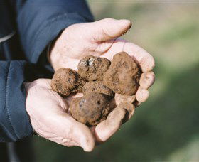 A Slice Of Orange - Tourism Cairns 0