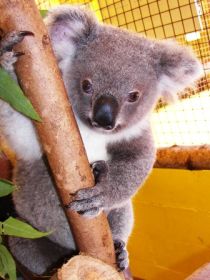 Tourism Cairns