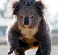 Koalas in Gunnedah - Tourism Cairns