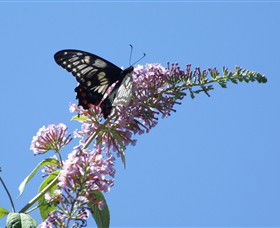 Albury Botanic Gardens - Tourism Cairns 5