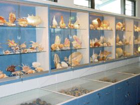 Shell World Yeppoon - Tourism Cairns 1