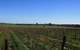 Beechworth Wine Estates - thumb 0