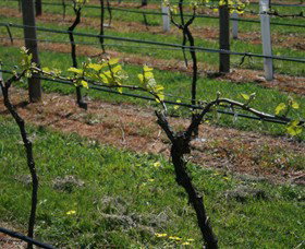 Beechworth Wine Estates - Tourism Cairns 2