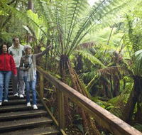 Otway Fly Treetop Adventures - Tourism Cairns