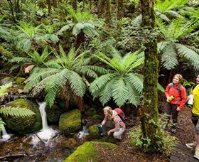  Tourism Cairns