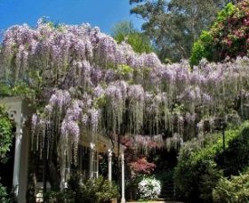 Mount Wilson NSW Tourism Cairns