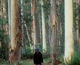 Blue Gum Forest - Tourism Cairns 0