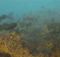 Bunurong Marine and Coastal Park - Tourism Cairns