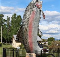 Big Trout - Tourism Cairns