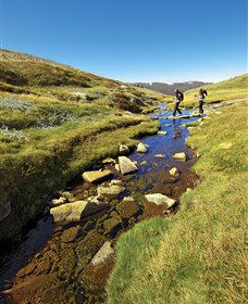 Australian Alps Walking Track - Tourism Cairns 0