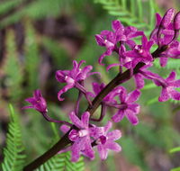 Cassinia walking track - Tourism Cairns