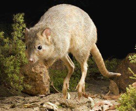 Kanyana Wildlife Rehabilitation Centre - Tourism Cairns 0