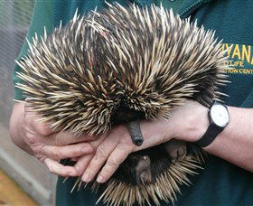 Kanyana Wildlife Rehabilitation Centre - Tourism Cairns 2