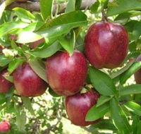 Top 40 Orchard - Tourism Cairns