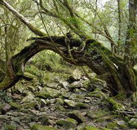 Mitchell River National Park - Tourism Cairns