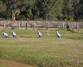 Wollombi Wines - Tourism Cairns 5
