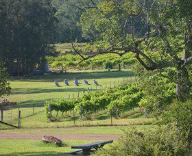 Wollombi Wines - Tourism Cairns 8
