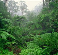 Tarra Bulga National Park - Tourism Cairns