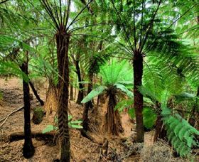 Pegarah Private Nature Reserve & Parenna Place - Tourism Cairns 0