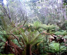 Pegarah Private Nature Reserve & Parenna Place - Tourism Cairns 1