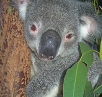 Hunter Valley Zoo - Tourism Cairns