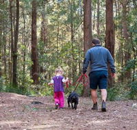 Olney State Forest - Watagan Mountains - Tourism Cairns