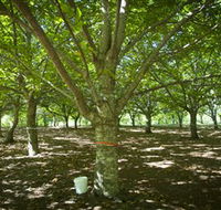 Sassafras Nuts - Tourism Cairns