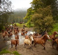 Glenworth Valley Horse Riding - Tourism Cairns