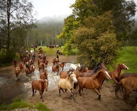 Glenworth Valley Horse Riding - Tourism Cairns 0