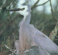 Jack Smith Lake State Game Reserve - Tourism Cairns