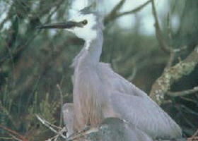 Jack Smith Lake State Game Reserve - Tourism Cairns 0