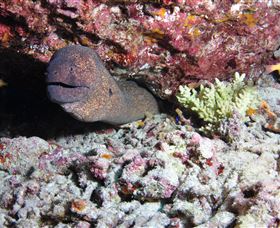 Anchor Bommie Dive Site - Tourism Cairns 1