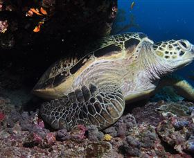 Anchor Bommie Dive Site - Tourism Cairns 2