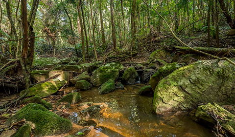 Palm Grove Nature Reserve - Tourism Cairns 0