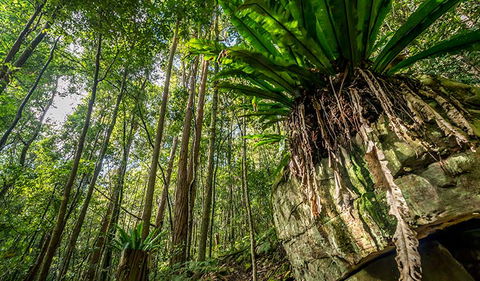 Palm Grove Nature Reserve - Tourism Cairns 1