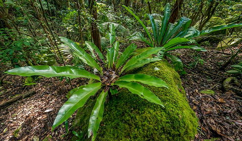 Palm Grove Nature Reserve - Tourism Cairns 2