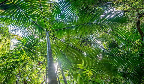 Palm Grove Nature Reserve - Tourism Cairns 3