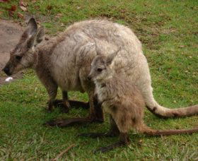Forest Of Tranquillity - Australian Rainforest Sanctuary - Tourism Cairns 1