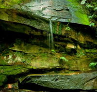 Strickland State Forest - Tourism Cairns
