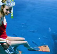 Roy Rufus Artificial Reef Dive Site - Tourism Cairns