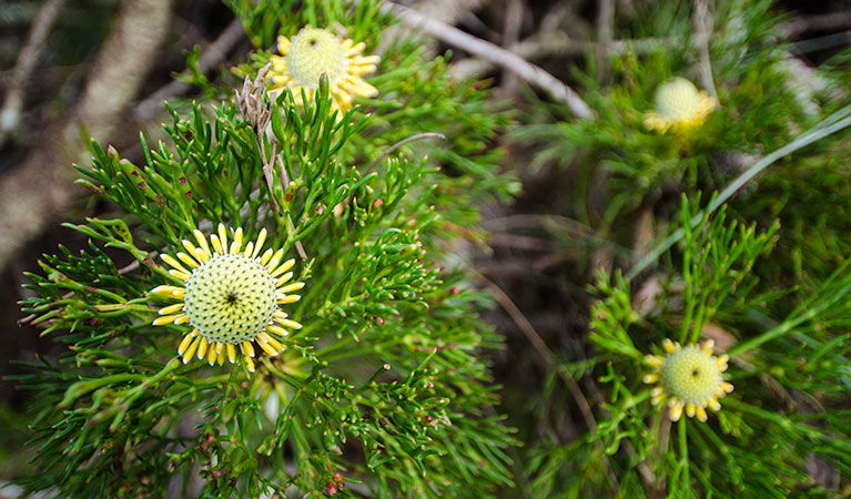Mount Keira NSW Tourism Cairns